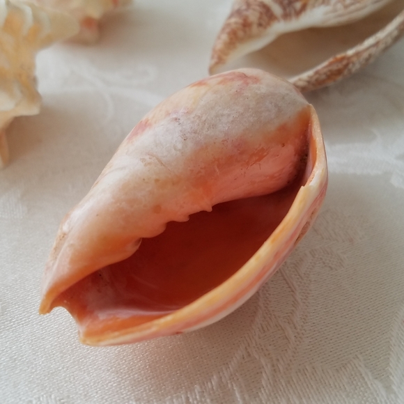 Natural Sea Shells - Picture 4 of 15